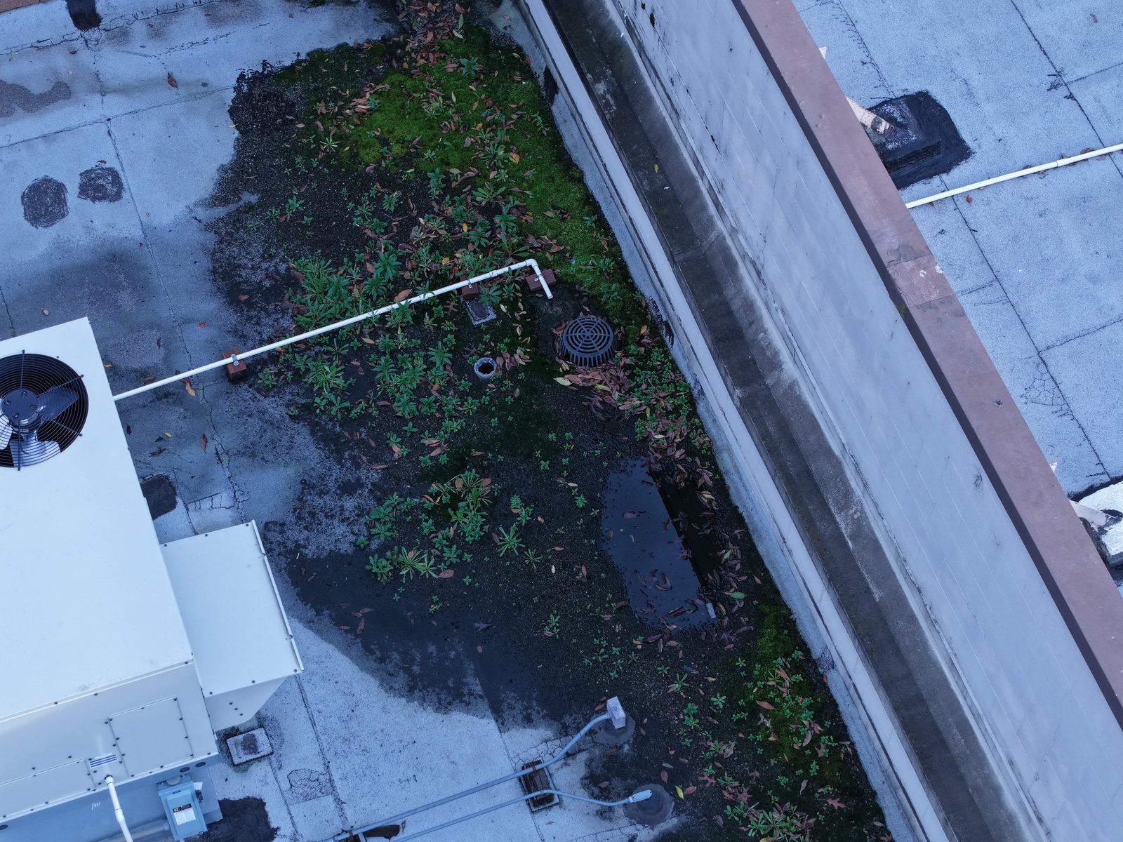 Overgrown moss and plant debris on a low-slope commercial roof surrounding a drain, with standing water pooled nearby