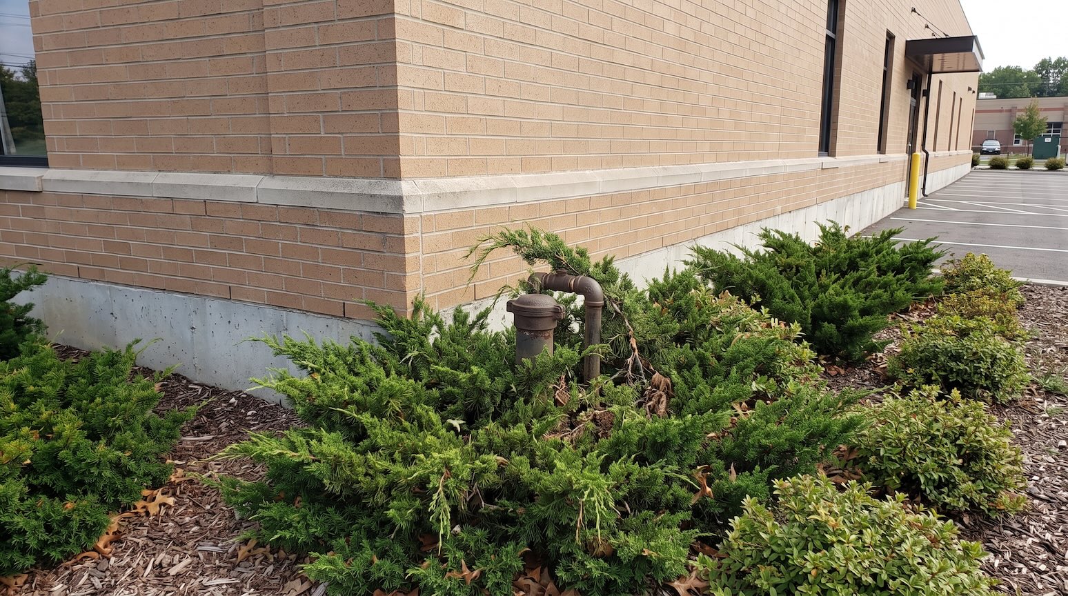 Rusted underground storage tank fill and vent pipe fitting, partially obscured by overgrown shrubs against a commercial building's foundation